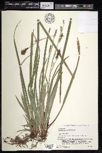 Carex foliosissima image