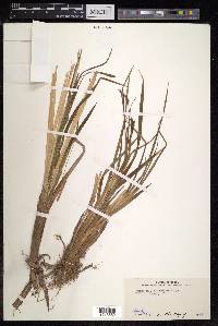 Carex heterolepis image