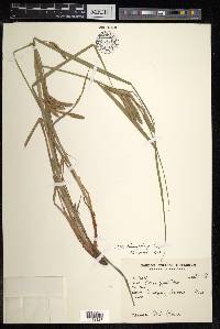 Carex dimorpholepis image