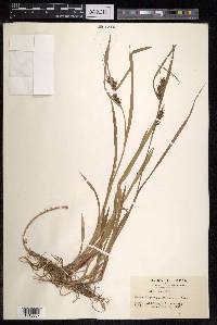 Carex idzuroei image