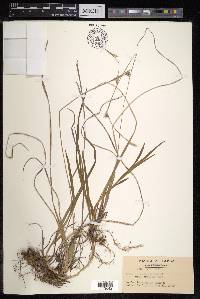 Carex insaniae var. subdita image
