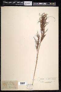 Carex indica image