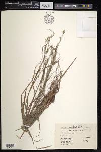 Carex lanceolata image