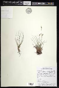 Carex lanceolata image