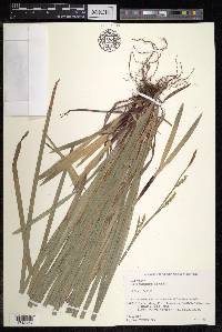Carex foliosissima image