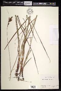 Carex gmelinii image