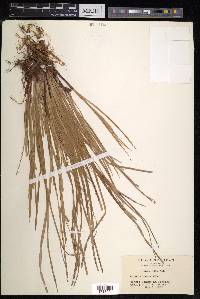 Carex stenostachys var. cuneata image