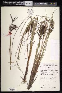 Carex graeffeana image