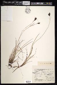 Carex eleusinoides image