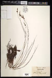 Carex meyeriana image