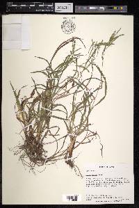 Carex incisa image