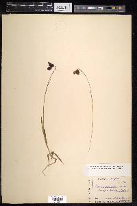 Carex cruenta image
