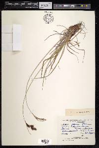Carex gmelinii image