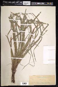 Carex cryptostachys image