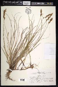 Carex colchica image