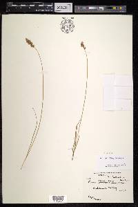 Carex divisa image