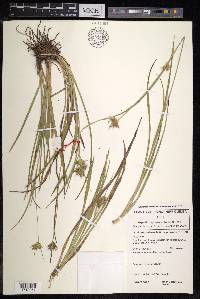 Carex michauxiana image