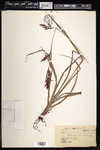 Carex filicina image