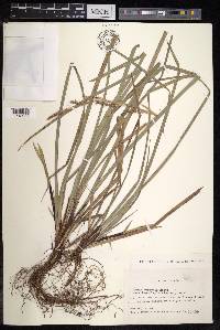 Carex morrowii var. temnolepis image