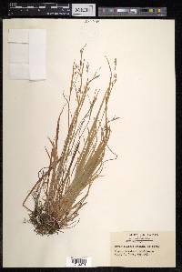 Carex filipes image