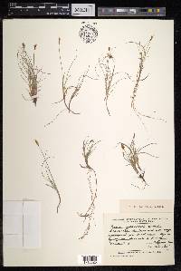 Carex gynocrates image