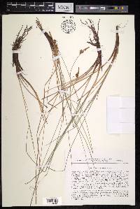Carex meyeriana image