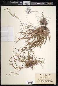 Carex macroglossa image