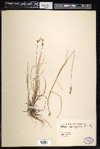 Carex mackenziei image