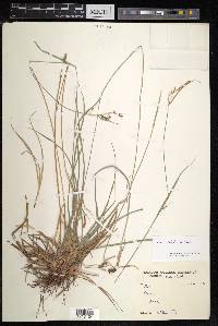 Carex diluta image