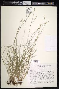 Carex loliacea image