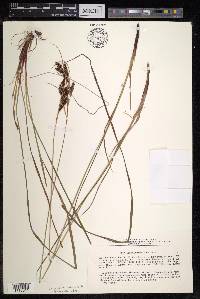 Carex gmelinii image