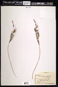 Carex forficula image