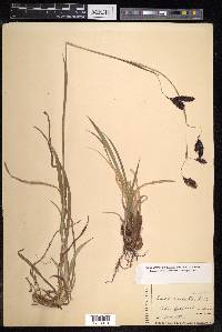 Carex cruenta image