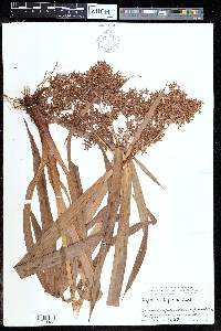 Cyperus diffusus image