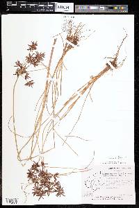 Cyperus flavidus image