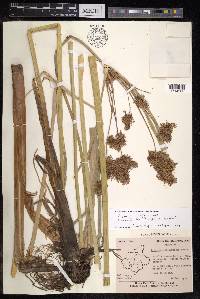 Cyperus alopecuroides image