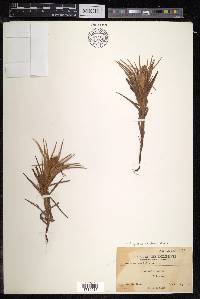 Cyperus pedunculatus image