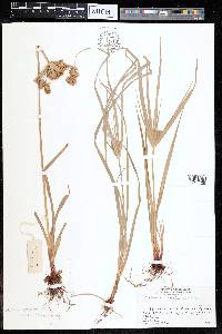 Cyperus cyperoides image