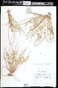 Cyperus flaccidus image