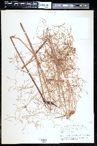 Cyperus haspan image