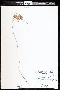Cyperus cruentus image