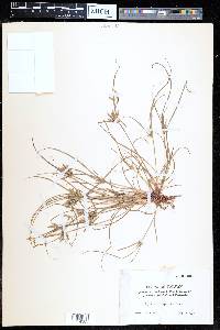 Cyperus compressus image