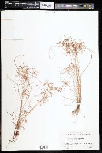 Cyperus cruentus image