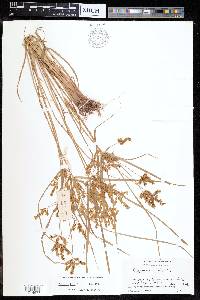 Cyperus iria image