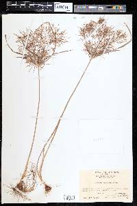 Cyperus distans image