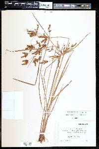 Cyperus iria image