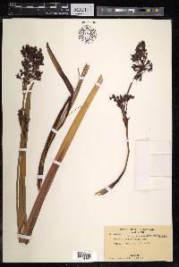 Cladium latifolium image