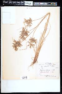 Cyperus cruentus image