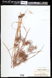 Cyperus distans image