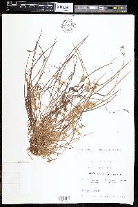 Cyperus flaccidus image